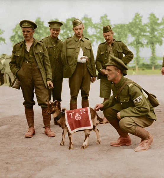 8-canadian-infantry-with-mascot-ww1-colour
