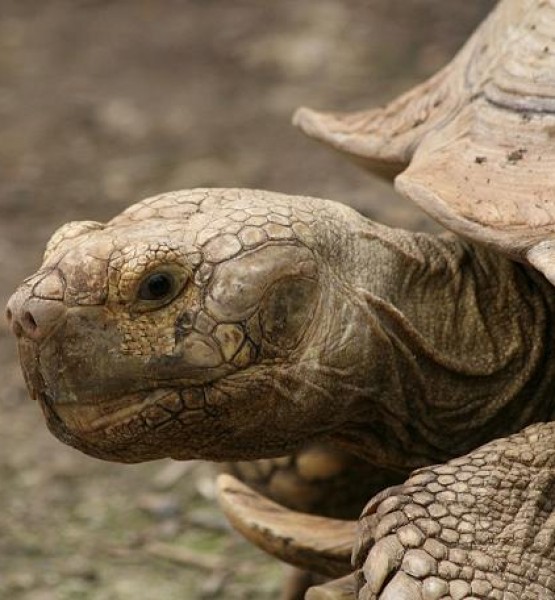 afrika mahmuzlu kaplumbağa