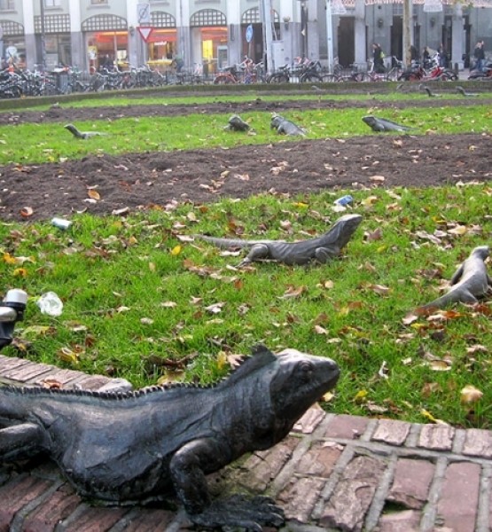 Iguana Parkı, Amsterdam, Hollanda