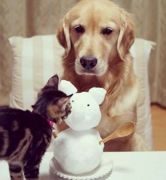 kedi köpek dostluğu 13