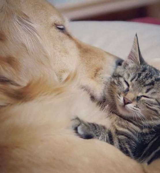 kedi köpek dostluğu 