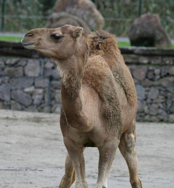 tek hörgüçlü deve 2