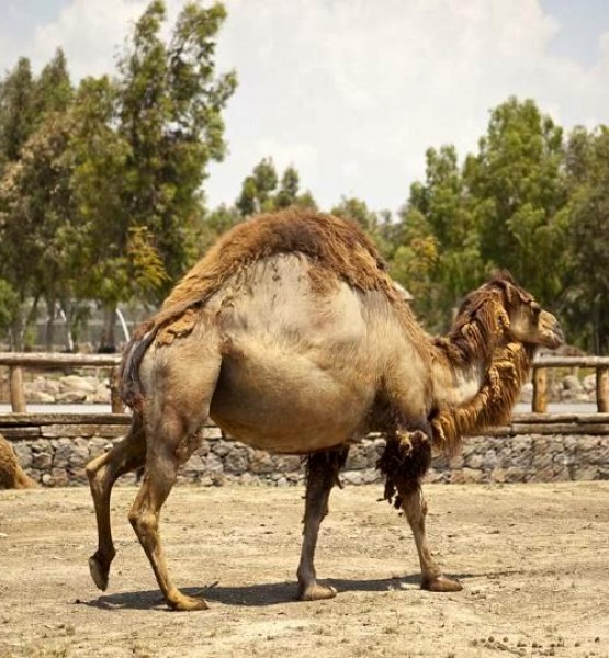tek hörgüçlü deve 