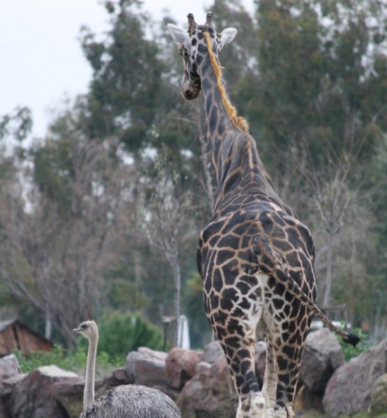 zürafa 2
